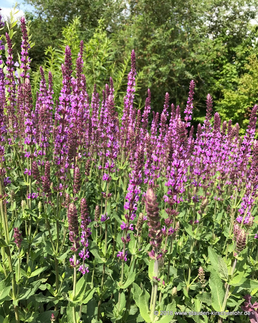 Salvia nemorosa 'Amethyst'