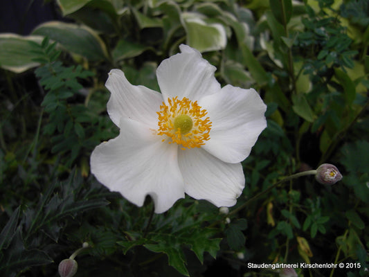 Anemone (Autumn Single Group) 'Alba'
