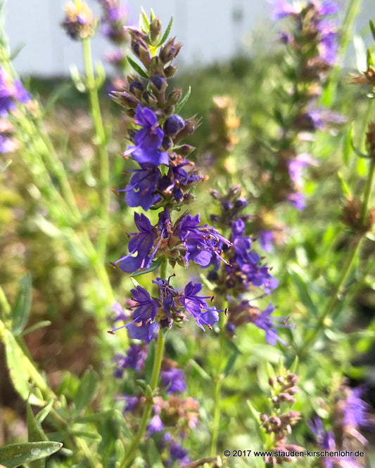 Hyssopus officinalis
