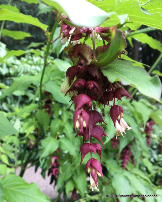 Leycesteria formosa