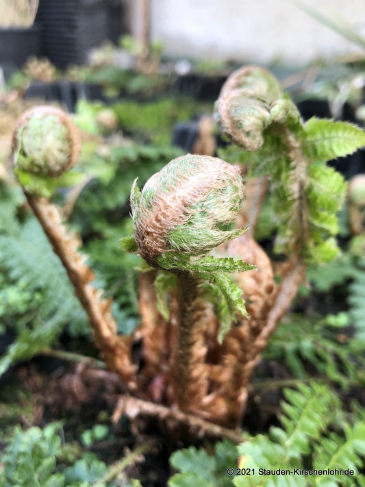Polystichum retroso-paleaceum