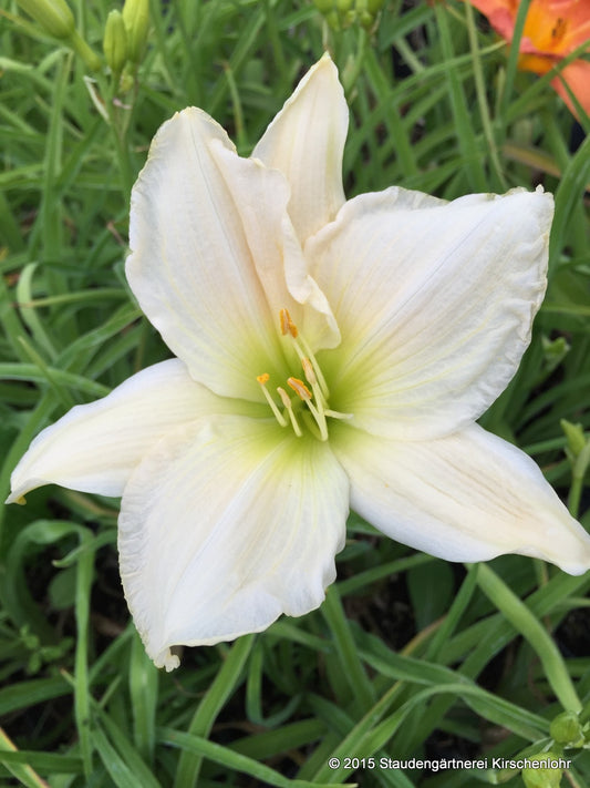 Hemerocallis 'Serene Madonna'