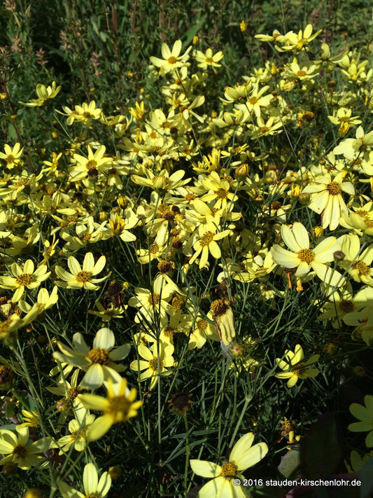 Coreopsis verticillata 'Moonbeam'