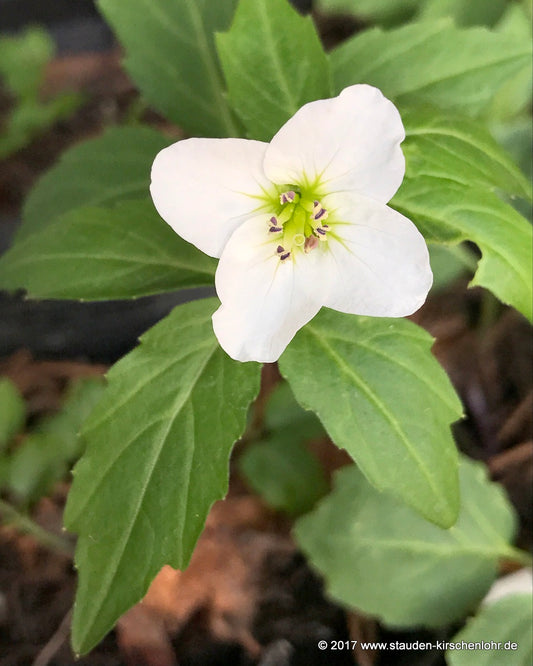 Cardamine waldsteinii