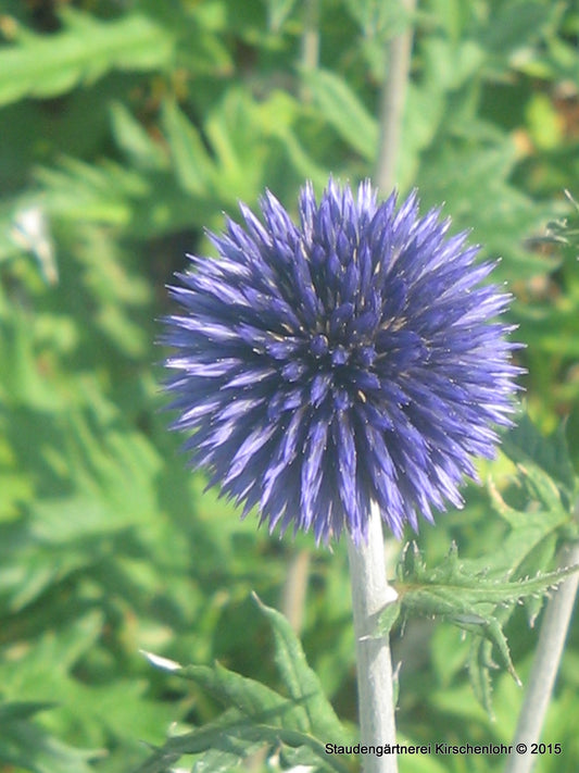 Echinops ritro 'Veitch´s Blue'