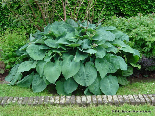 Hosta 'Blue Angel'