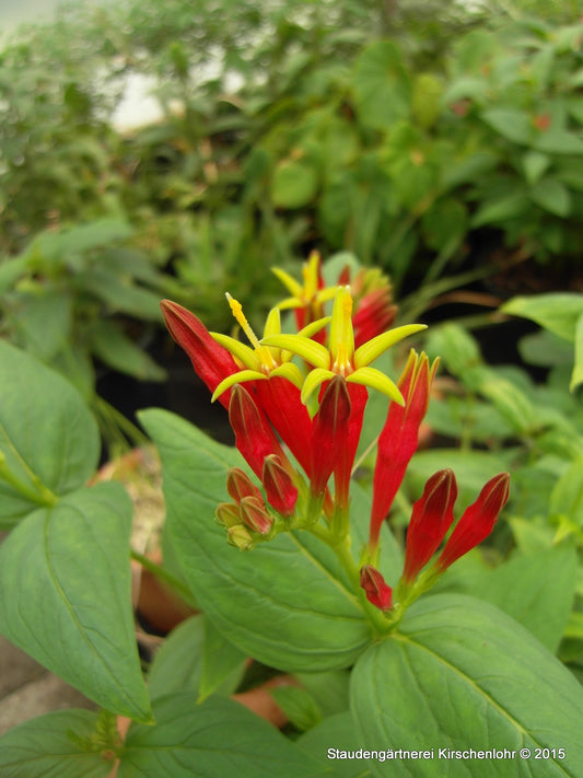 Spigelia marilandica