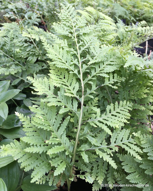 Polypodium x mantoniae 'Cornubiense'
