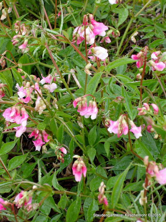 Lathyrus vernus 'Rosenelfe'