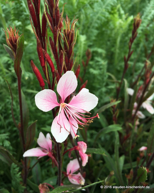 Oenothera lindheimeri 'Cherry Brandy' ®