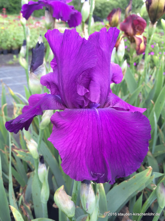 Iris barbata-elatior 'Loyalist'