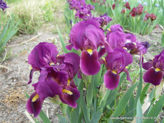 Iris barbata-nana 'Jerry Rubin'