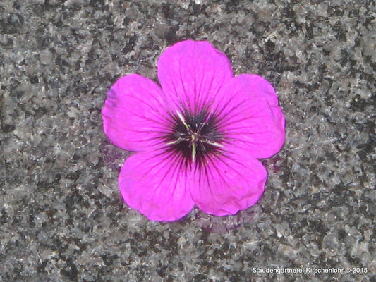 Geranium 'Dragon Heart' ®
