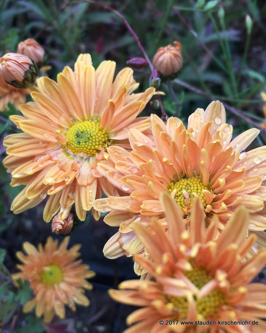 Chrysanthemum 'Kleiner Bernstein' (Indicum-Gruppe)