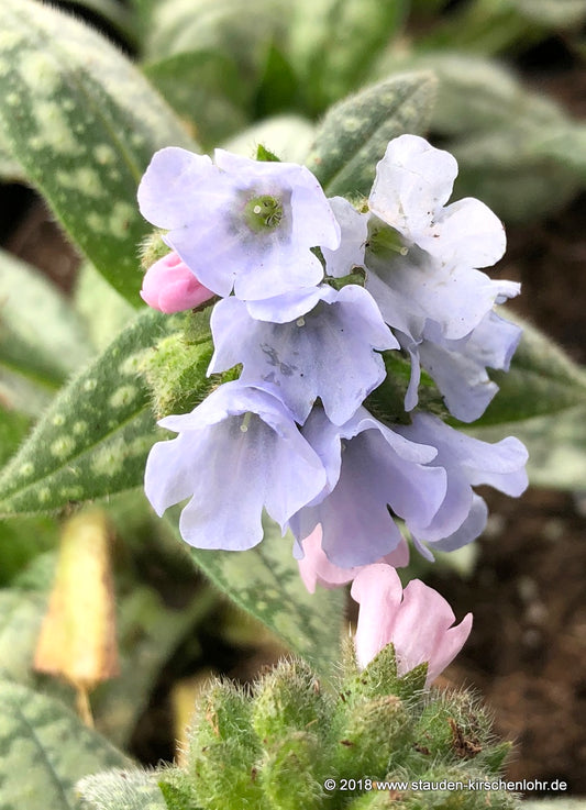 Pulmonaria 'Ocupol'