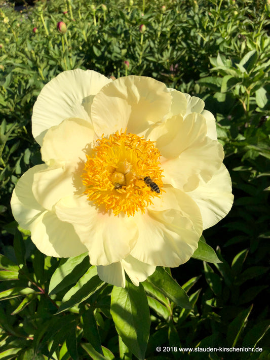 Paeonia 'Roy Pehrson´s Best Yellow'