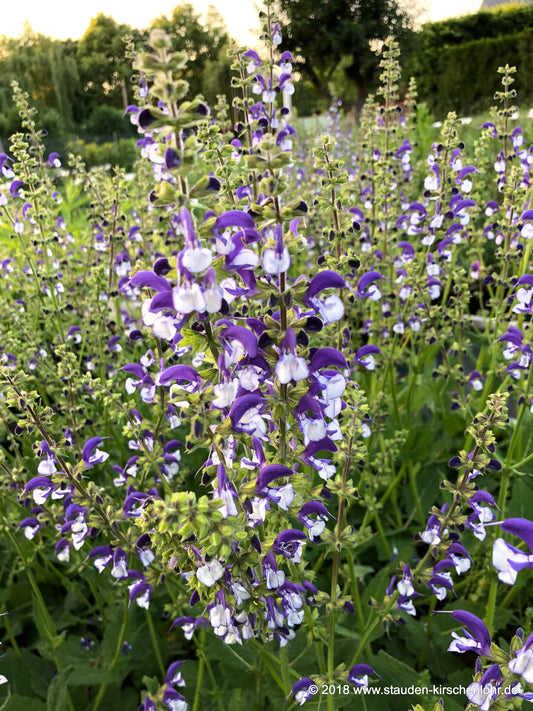 Salvia 'Madeline' ®