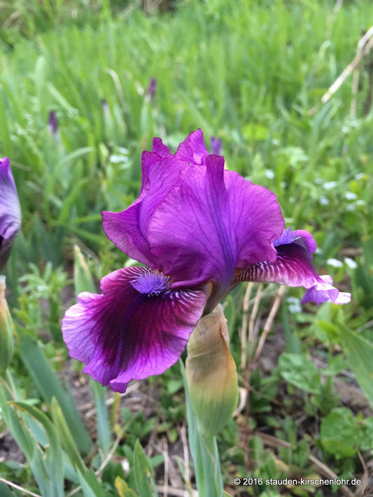 Iris barbata-nana 'Fairy Ballet'