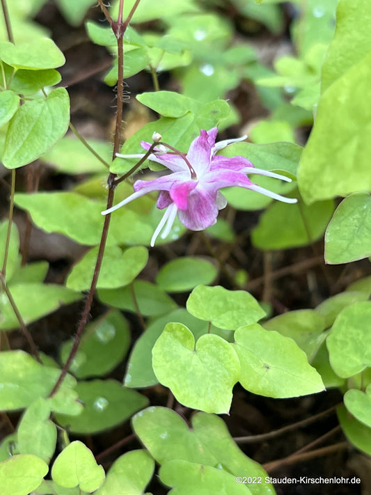 Epimedium grandiflorum 'Rubinkrone'