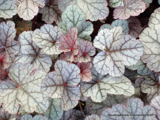 Heuchera 'Silver Scrolls' ®