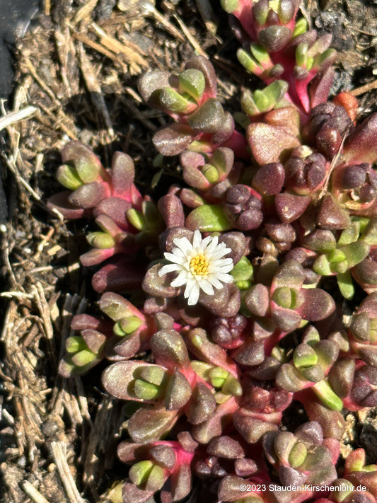 Delosperma davyi