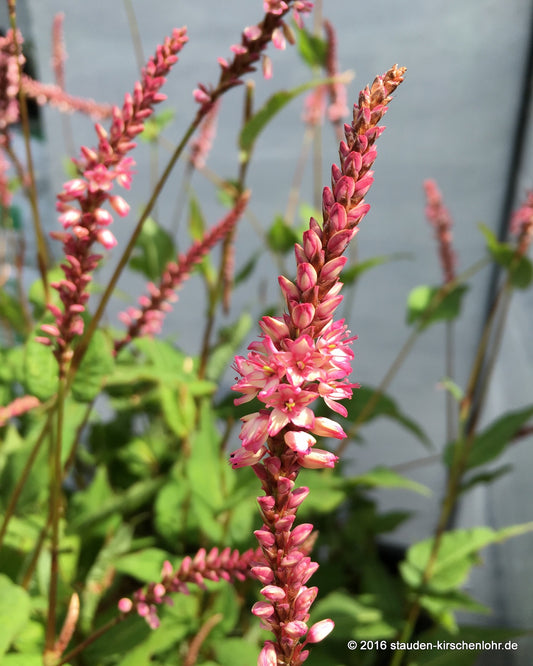 Bistorta amplexicaulis 'Early Pink Lady'