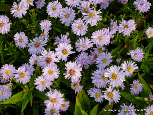 Symphyotrichum dumosum 'Silberblaukissen'