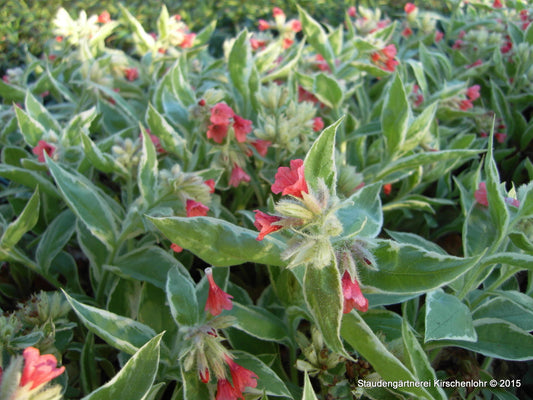 Pulmonaria rubra 'David Ward'