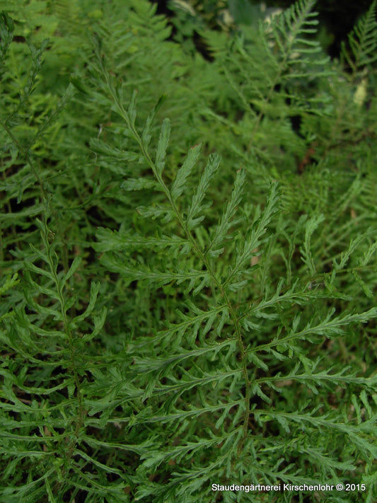 Dryopteris filix-mas 'Linearis Polydactylon'