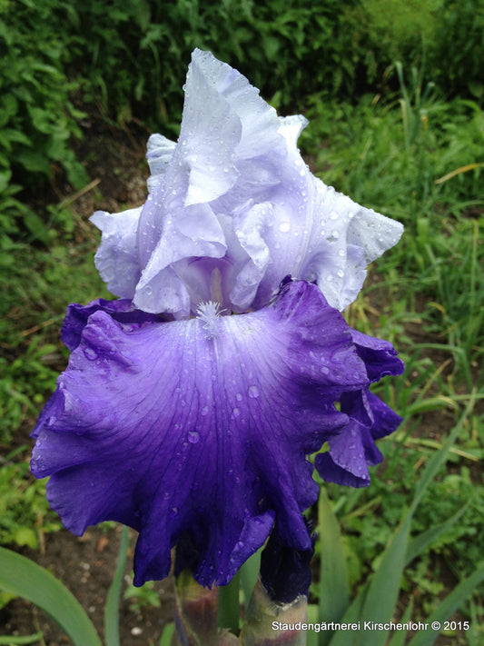 Iris barbata-elatior 'Royal Crusander'