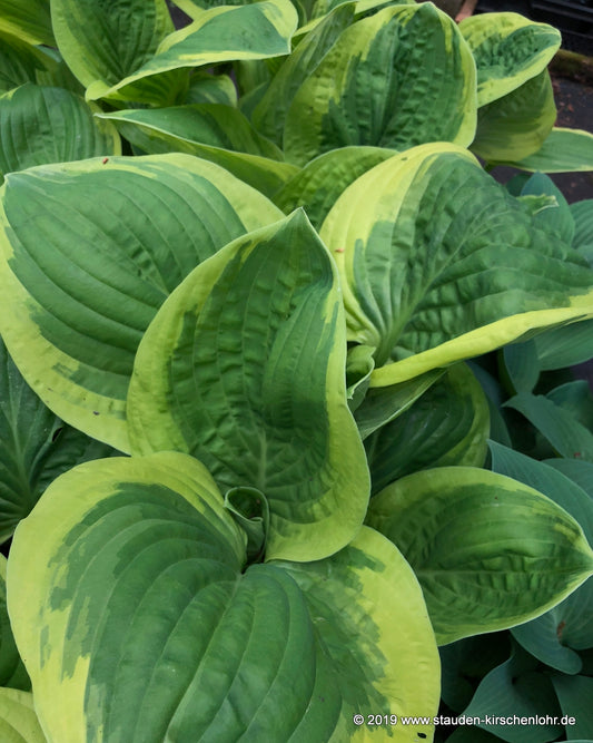 Hosta 'Diana Remembered'