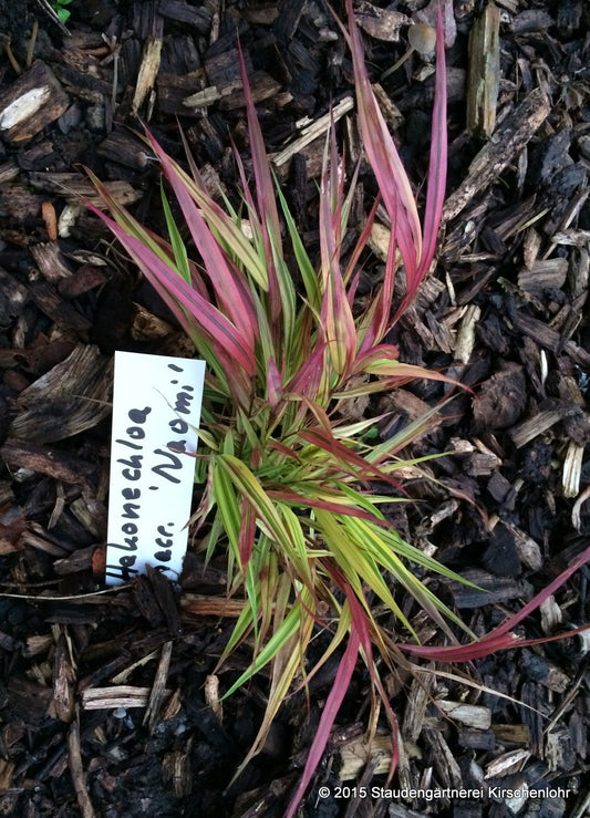 Hakonechloa macra 'Naomi' ®