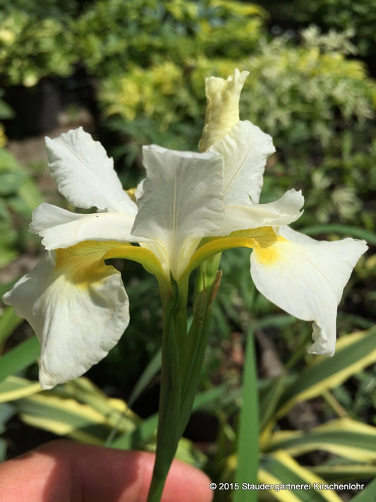 Iris sibirica 'Sibirischer Frühling'