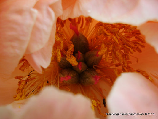 Paeonia 'Coral Sunset'