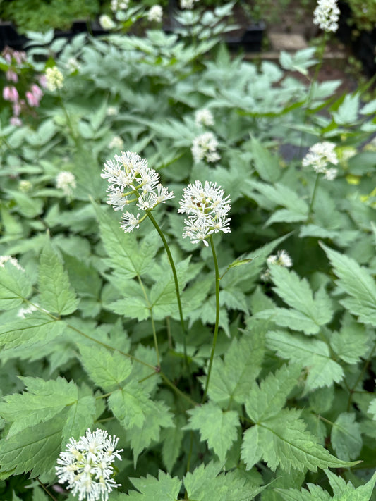 Actaea pachypoda 'Misty Blue' ®