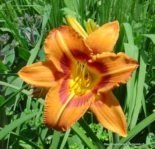 Hemerocallis 'Palatina Tigerauge'