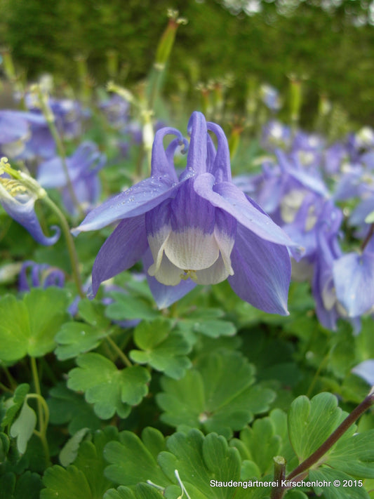 Aquilegia flabellata var. pumila 'Ministar'