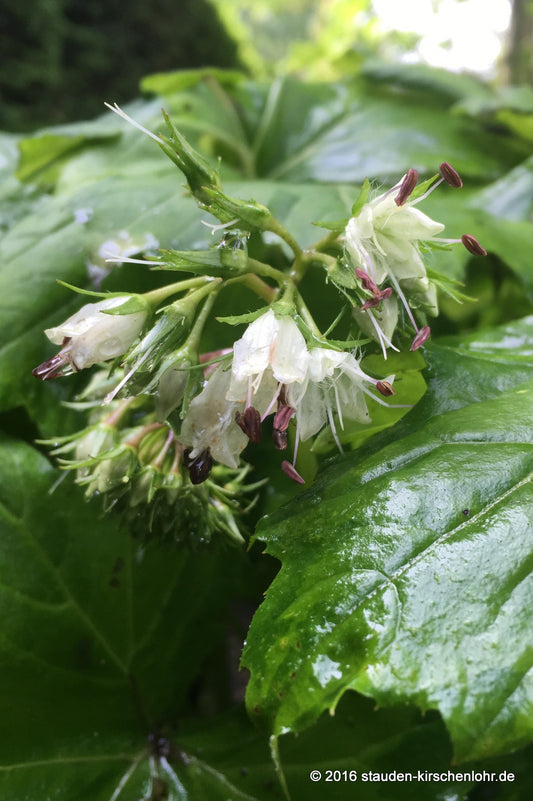 Hydrophyllum canadense ECHT