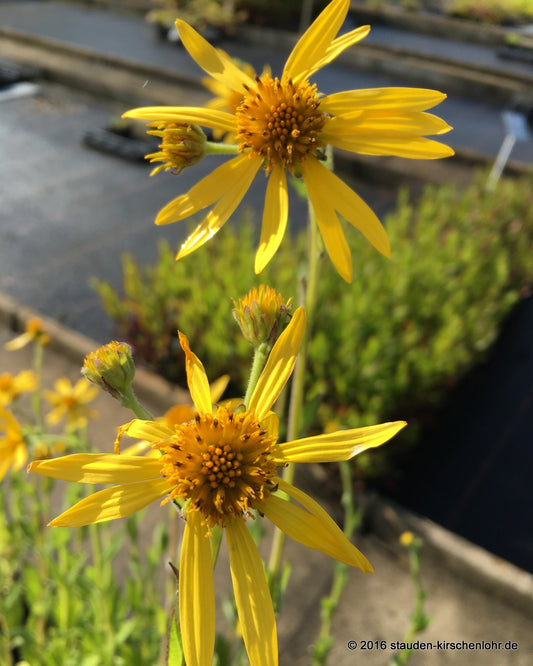 Verbesina helianthoides