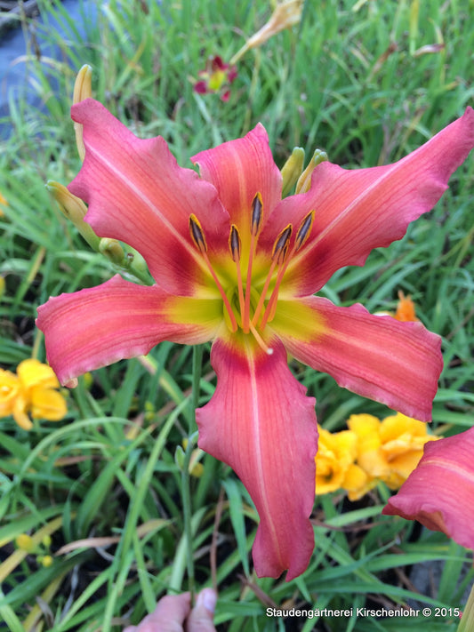 Hemerocallis 'Coral Crab'