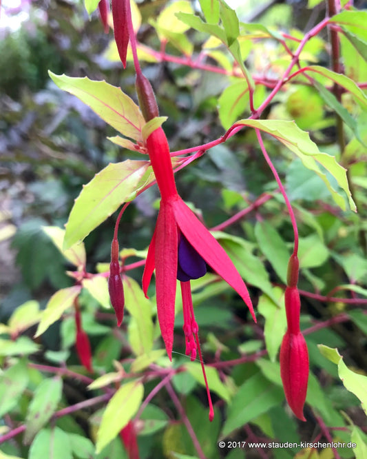 Fuchsia 'Gold Mountain'