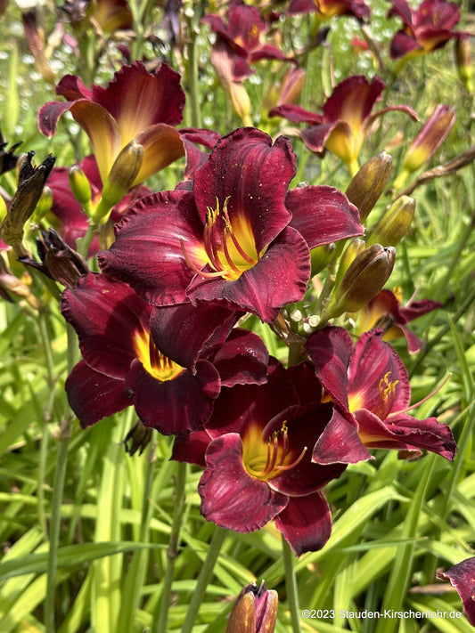 Hemerocallis 'Starling'