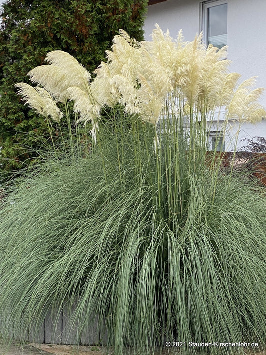 Cortaderia selloana 'Sunningdale Silver'