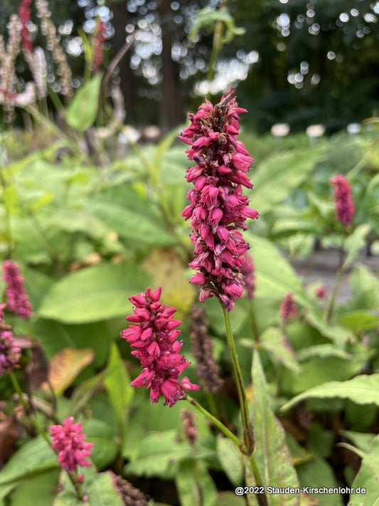 Bistorta amplexicaulis 'Dikke Floskes'