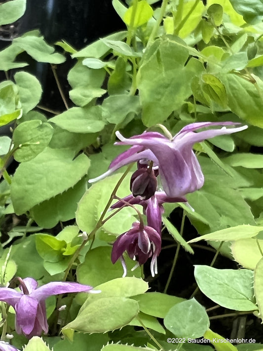 Epimedium grandiflorum 'Shiho'