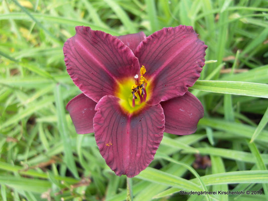 Hemerocallis 'Little Grapette'