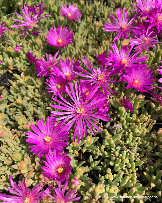 Delosperma deleeuwiae