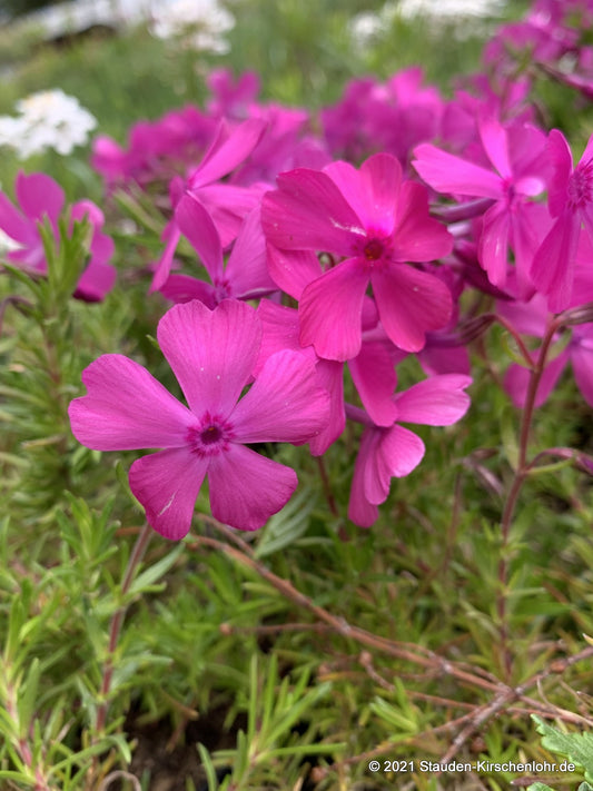 Phlox subulata 'Drummond Pink'