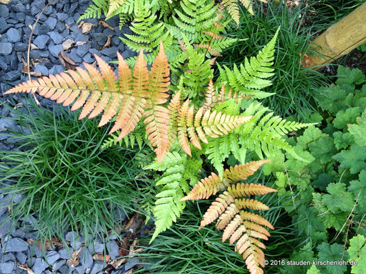 Dryopteris erythrosora