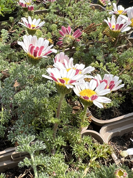 Anacyclus pyrethrum var. depressus